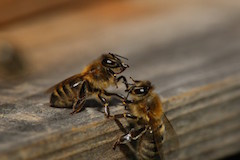 "Zwei Bienen kommunizieren", Quelle: LFi