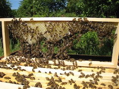 Beim Wabenbau bilden die Bienen Bauketten, Quelle: LFI