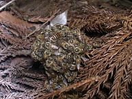 Japanische Honigbienen bilden einen Verteidigungsball um zwei asiatische Hornissen, Quelle: http://commons.wikimedia.org/wiki/File:Honeybee_thermal_defence01.jpg#/media/File:Honeybee_thermal_defence01.jpg, CC-BY-SA