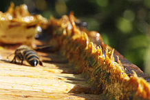 Quelle: http://commons.wikimedia.org/wiki/Category:Propolis?uselang=de#/media/File:Propolis_in_beehives.jpg